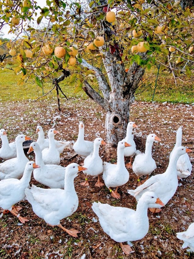 Ducks under the apple tree at Stone Ridge Orchard