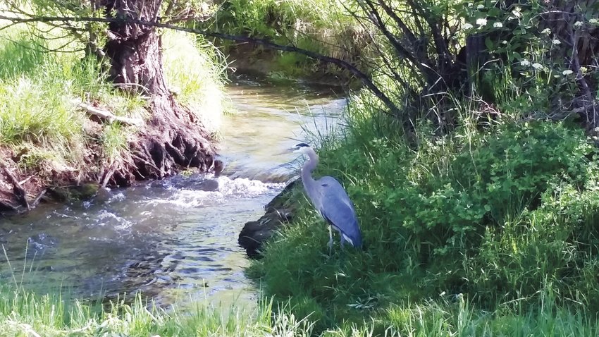 A heron rests in the Ralston Creek.