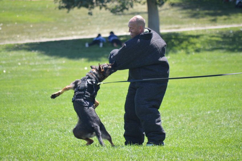 Arapahoe County Sheriff’s Office did a bite demonstration at the “RexRun for PAWSitivity” event, held Aug. 6 at Dove Valley Regional Park. Sheriff Tyler Brown was the one receiving the bite.