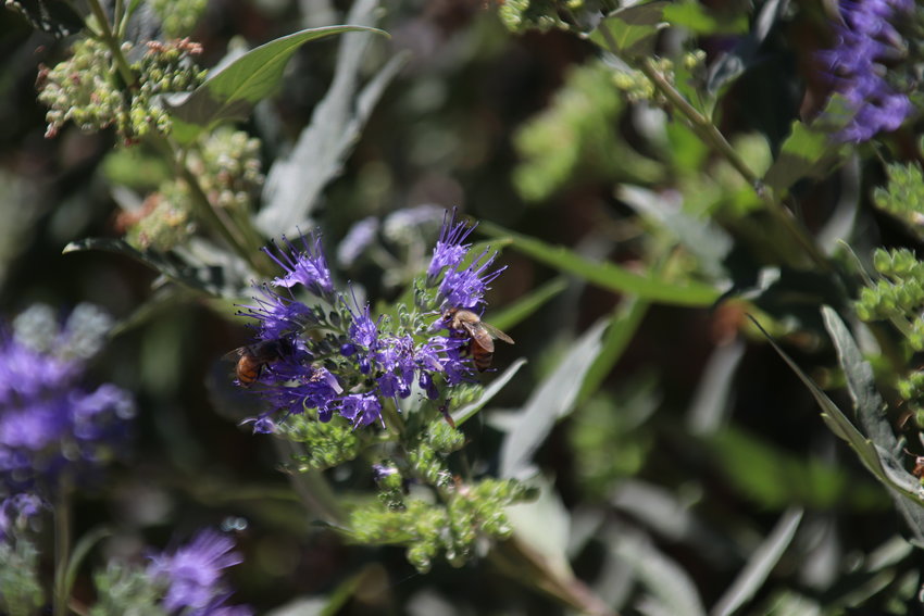 A bee searches for pollen on one of Emily Brooks’ native plants.