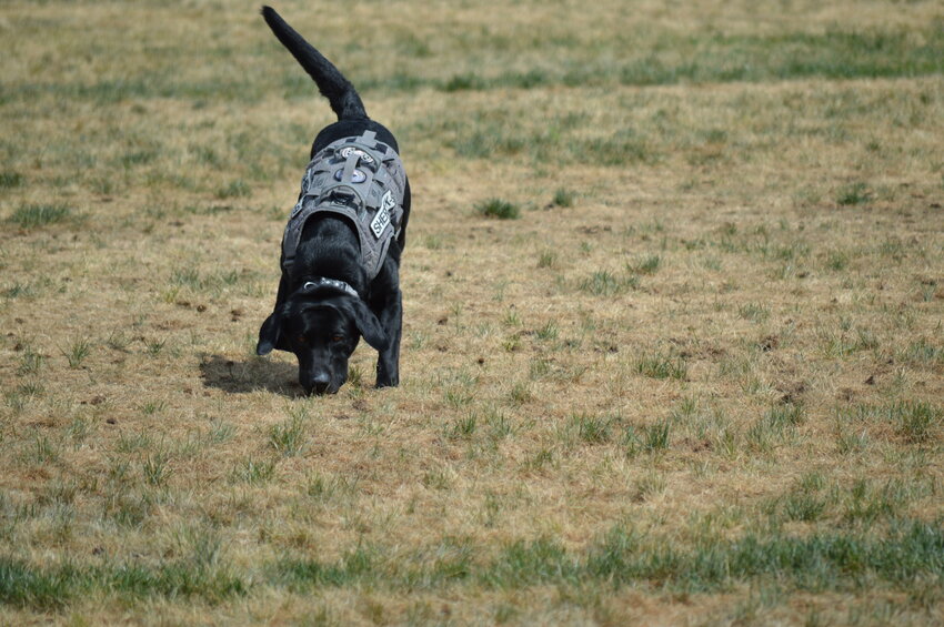 Arapahoe County Sheriff's Office school therapy dog Rex shows off his detection skills at the 2023 RexRun by searching for the scent of gunpowder residue on Aug. 26, 2023, at the Arapahoe County Fairgrounds.