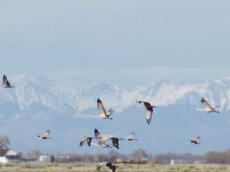 Thousands of Sandhill Cranes pause in the San Luis Valley near Monte Vista to feed at the Wildlife Refuge and in adjoining fields as they migrate north to their summer breeding grounds.