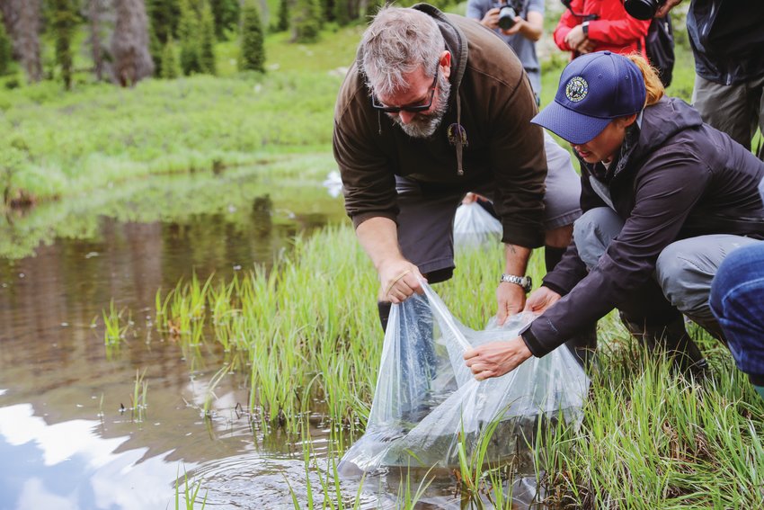 Teams with the Denver Zoo and Colorado Parks &amp;amp; Wildlife release 570 boreal tadpoles in the Gunnison National Forest on June 28.