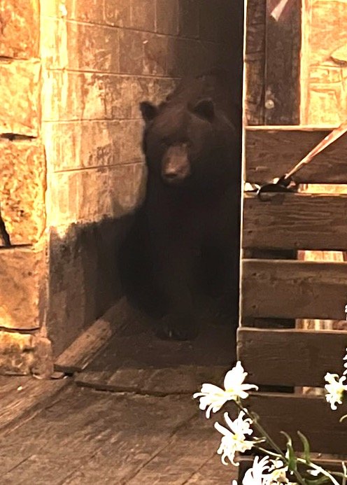 A male bear is seen coming between two buildings in downtown Evergreen. He was tranquilized and relocated.