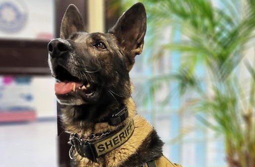 K-9 Graffit of the Jefferson County Sheriff's Office died in the line of duty Feb. 13.
