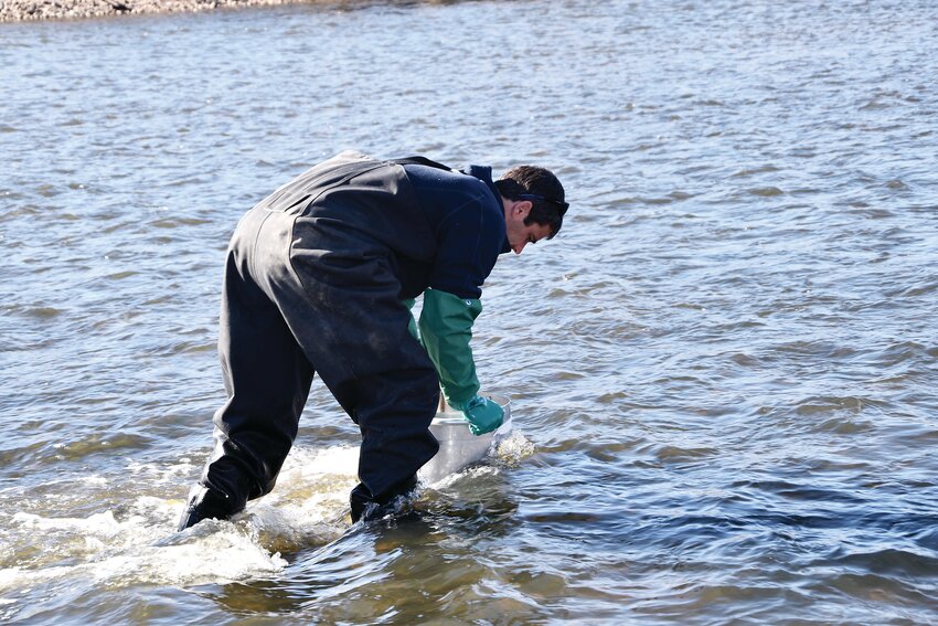 Jordan Harman is gathering the macroinvertebrate from the South Platte River for testing the water quality.