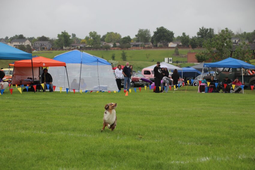 Zoey catches the frisbee during the Colorado Disc Dogs competition.
