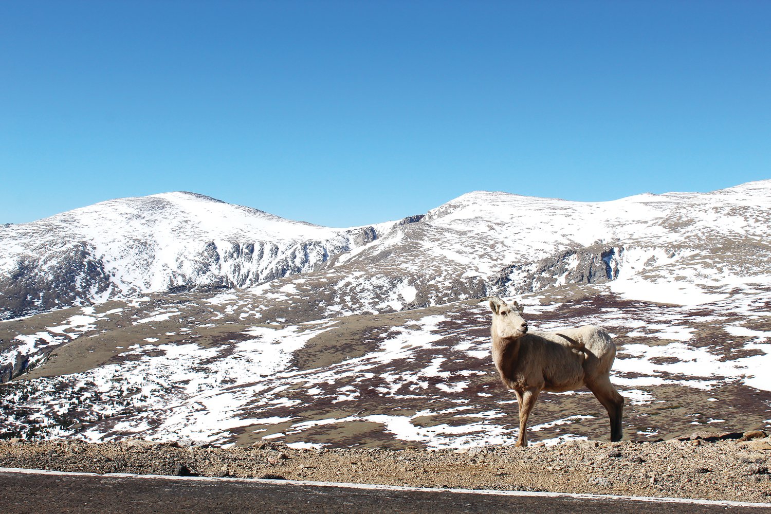 An adolescent bighorn sheep stands along the Mount Evans Scenic Byway.