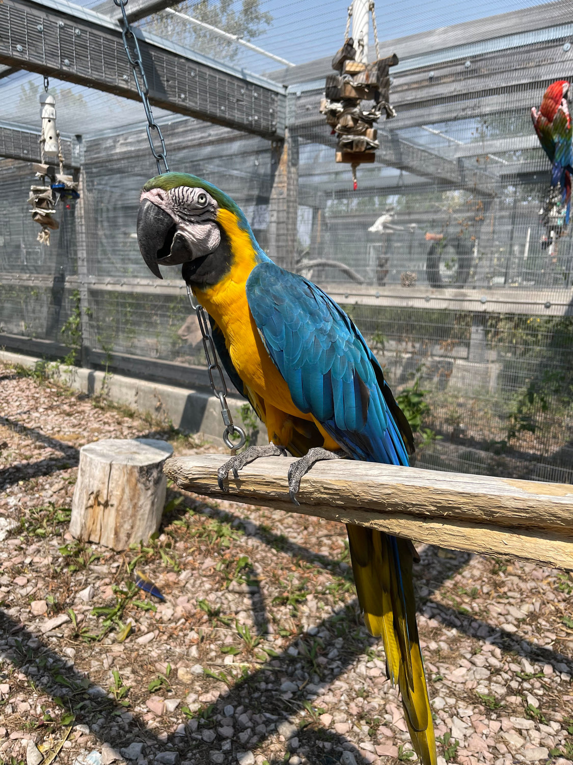 Though the parrots have smaller individual or paired enclosures, many are given ample time in larger, group enclosures for enrichment.