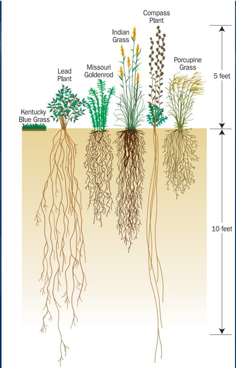 A diagram comparing the root systems of Kentucky Blue Grass and native species.