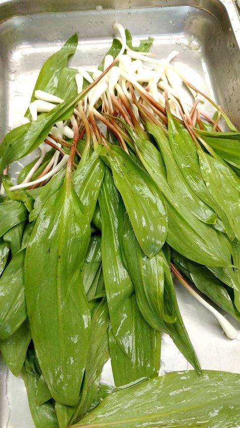RAMPS are featured in the food prepared each year at the Polk County Ramp Tramp Festival.