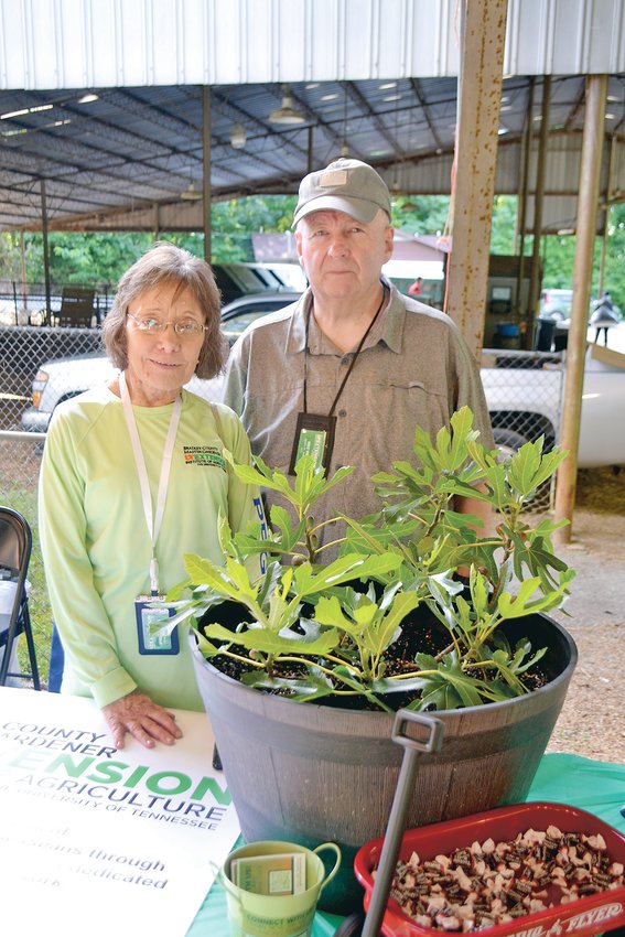 ANNABEL AND MIKE WEBB were two of the Master Gardeners at Saturday&rsquo;s Mini-Expo at the Bradley County Farmers Market. They had on display their fig plant, which they have named Little Miss Figgy.