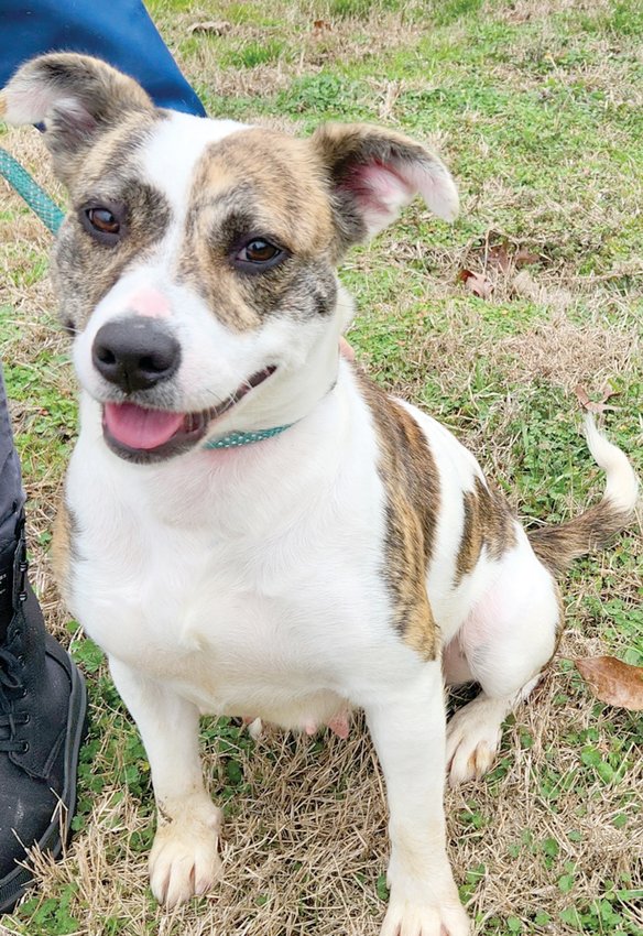 This is 2-year-old Emmy. She and her puppies were rescued from a very dire situation. Her puppies have all found their forever homes but this sweet girl is still waiting for hers.
