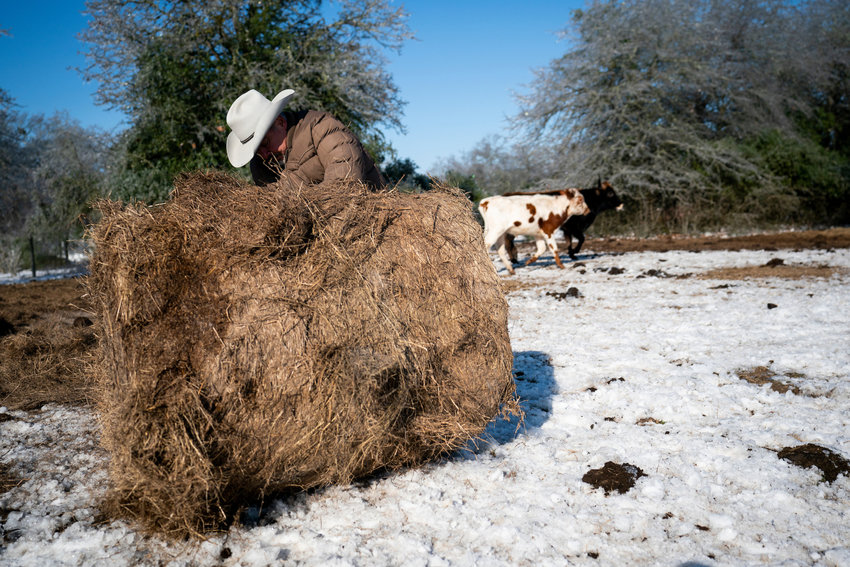 Longhorns in winter weather on Feb. 19, 2021 at the Texas A&M AgriLife Center. (Sam Craft/Texas A&M AgriLife Marketing & Communications)