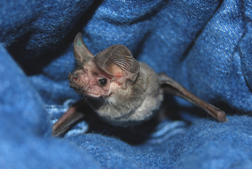 Mexican free-tail bat.