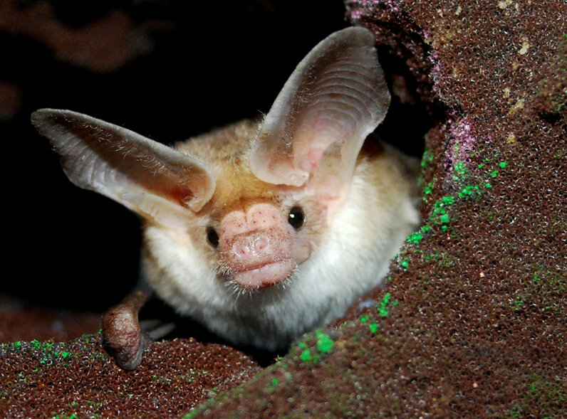 Pallid bat, mainly in west TX (they eat centipedes and scorpions)