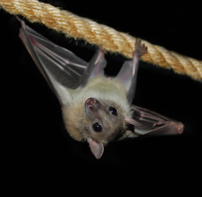 An Egyptian fruit bat rescued from an exotic pet dealer