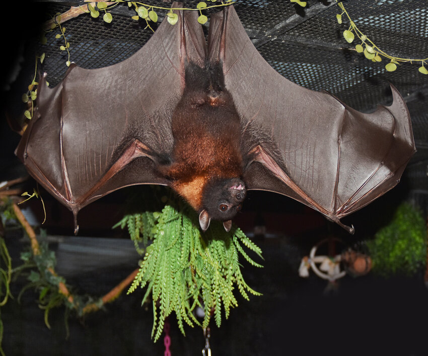 An zoo-rescue Indian flying fox
