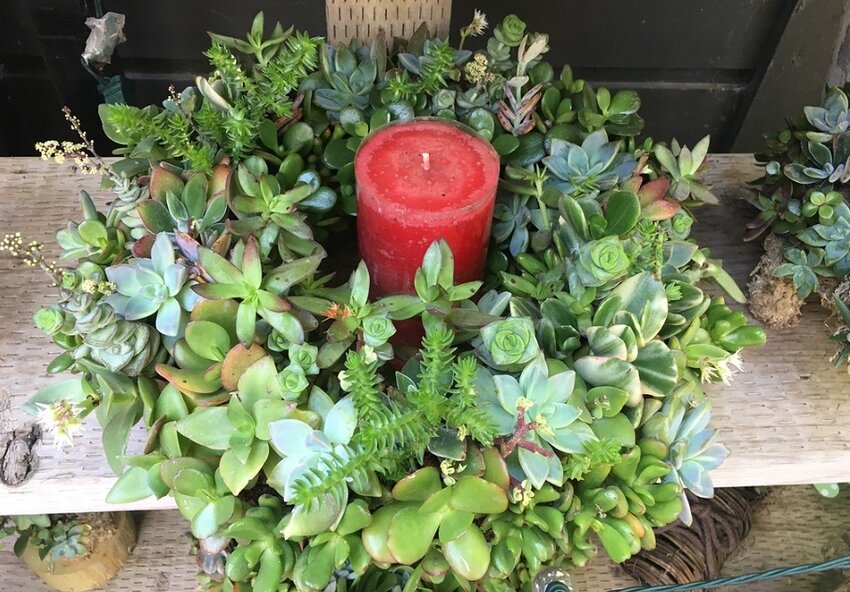 A succulent wreath placed around a candle makes a festive holiday centerpiece.