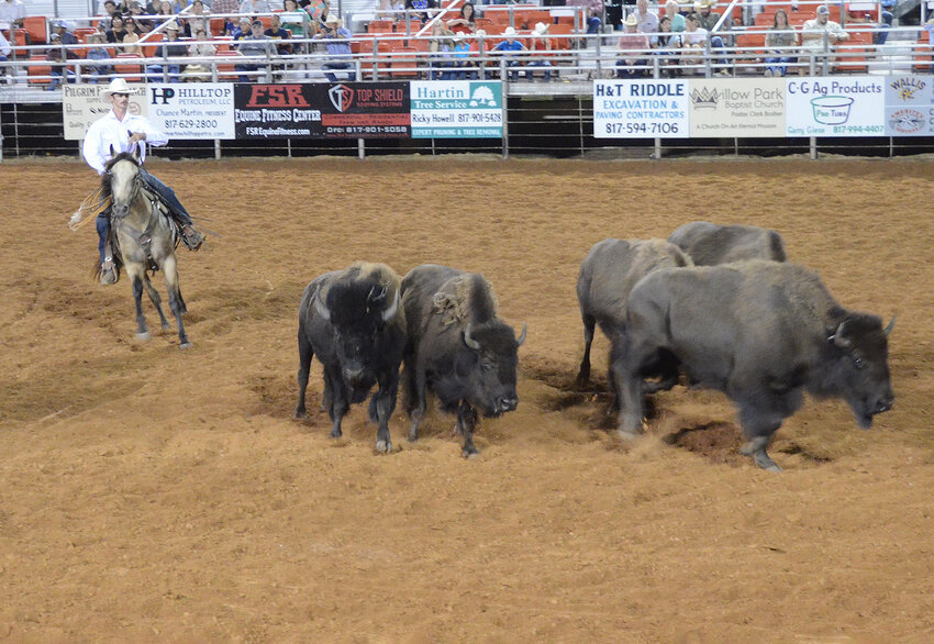 A herd of buffalo are coaxed out of the arena after contestants tried to ride the 1,500-plus pound beasts.