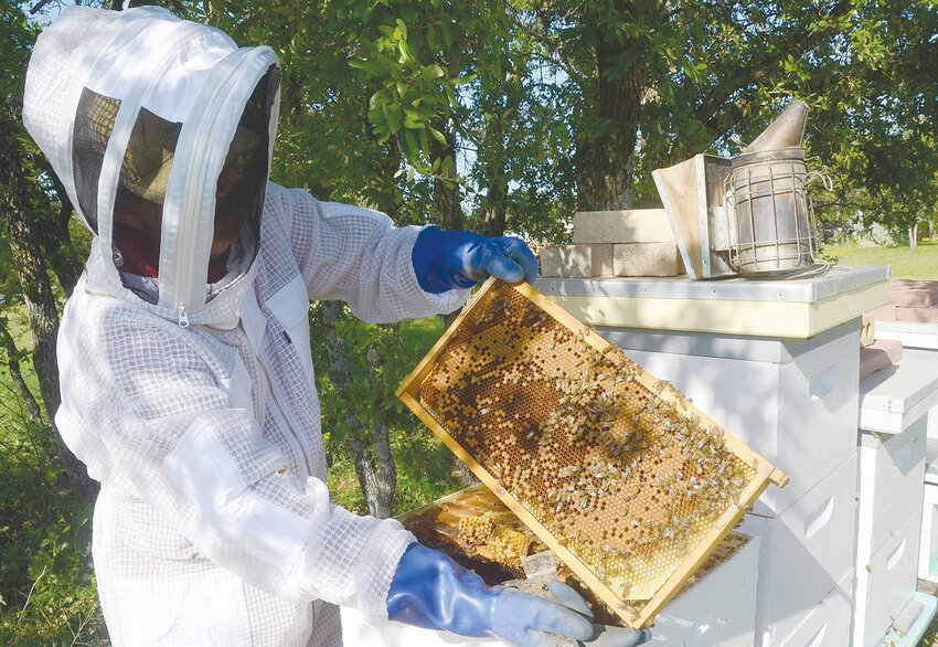 James Vasich examines a bee colony using a bee suit and a bee hive smoker. The hand-held smoker alarms bees, causing them to cluster close to the hive and concentrate on eating.