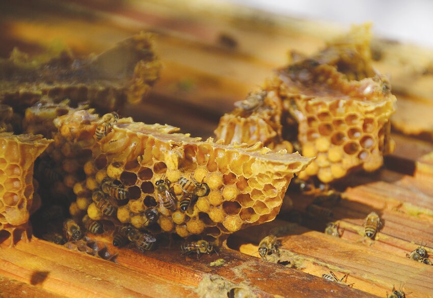 An active beehive loaded with honey and bee bread.