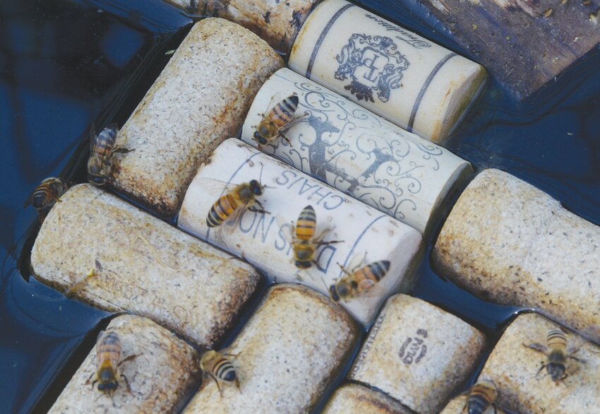Corks act as life rafts for thirsty bees in a large watering trough near James Vasich’s 100 hives.