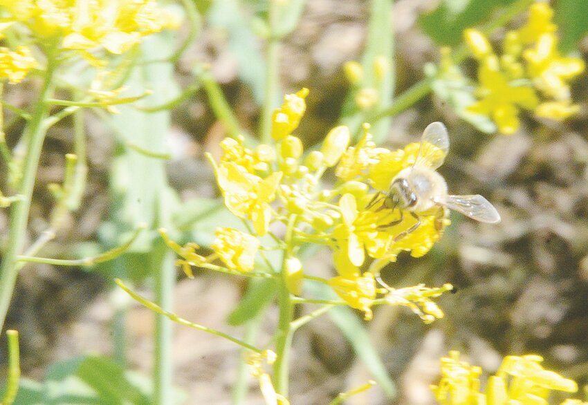 A busy bee on a turnip blossom in one of James Vasich’s gardens.
