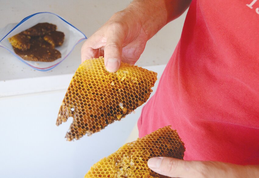 Bee hives are frozen to keep pollen “bee bread” for when bees need more protein in dry seasons.
