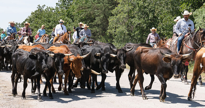 The Parker County Sheriff’s Posse annual Frontier Days week (June 1-8) will begin with the annual cattle drive from Millsap to the PCSP grounds the morning of the first day.