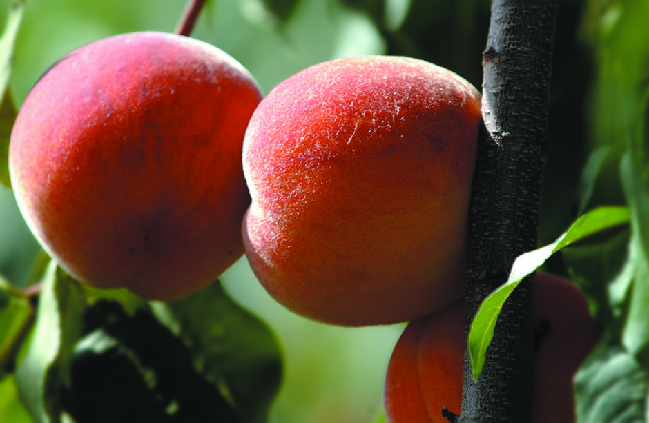 Peaches are the No. 1 fruit tree in Texas.