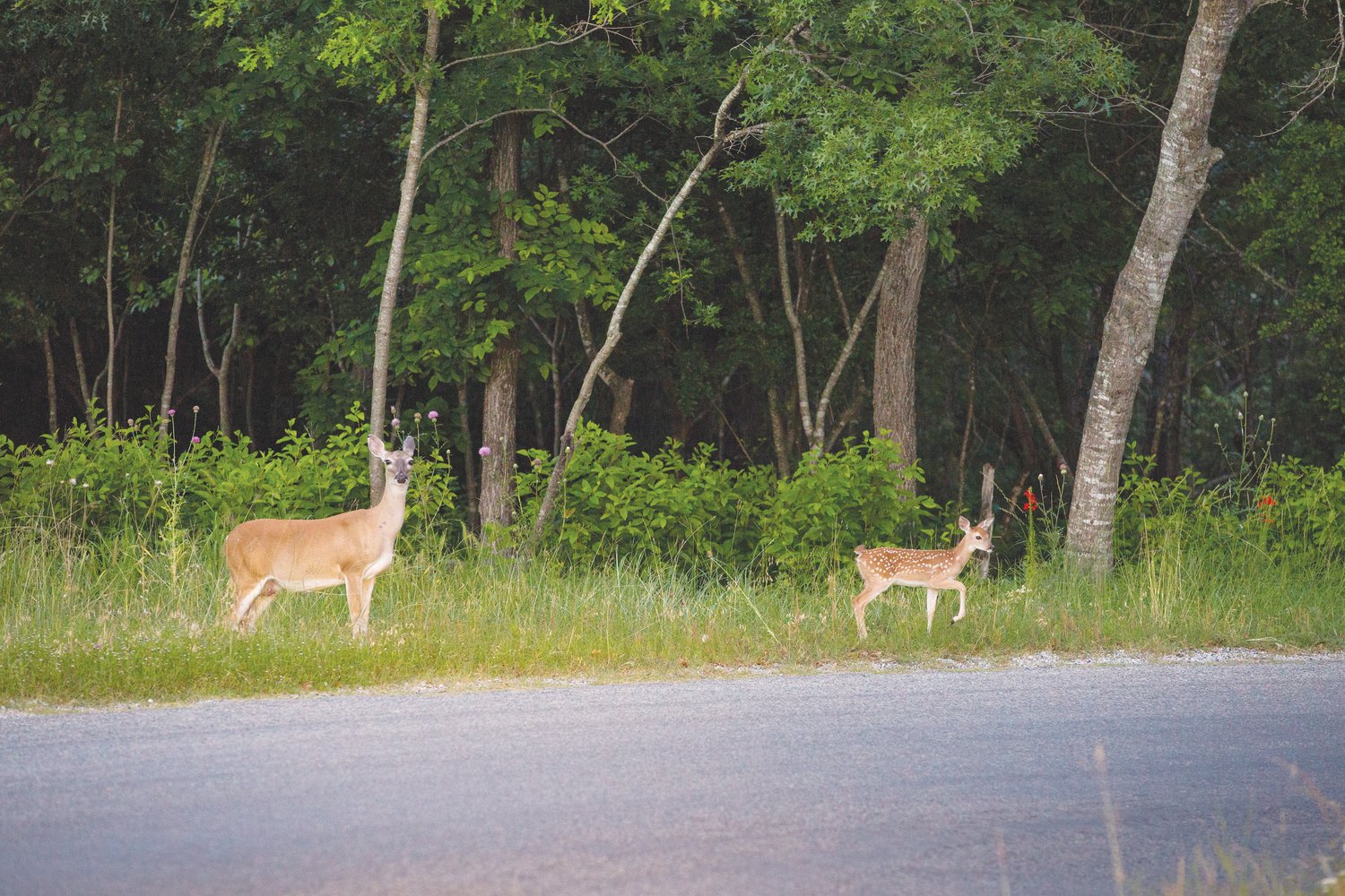 Deer Crossing in Annetta