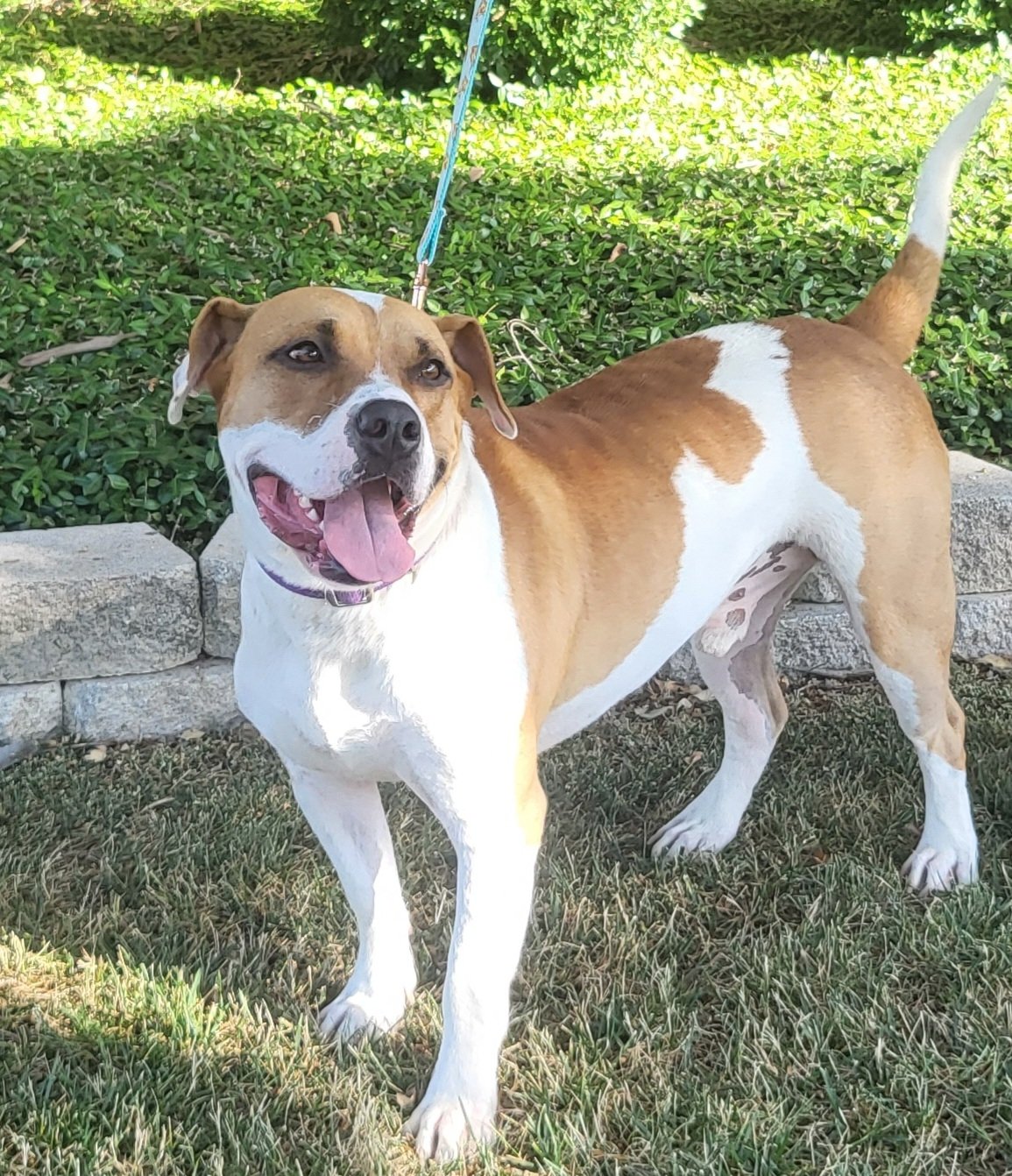 Sinatra is a tan and white mix breed, about 3 years old; 55 lbs; good with dogs.; well behaved. Email Deborah Haller, volunteer rescue coordinator, at dshrescuedogs15@gmail.com for more information about Sinatra.