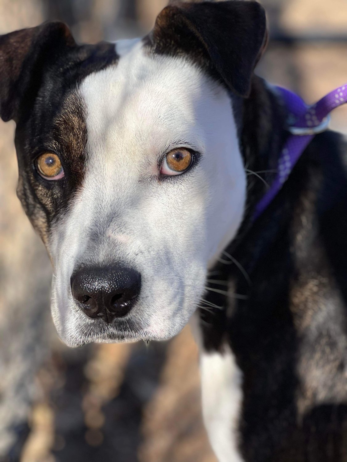 Diamond is a black and white Pit mix; good with dogs, affectionate and cuddly; about 1-2 years old; 50 lbs. Email Deborah Haller, volunteer rescue coordinator, at dshrescuedogs15@gmail.com for more information about Diamond.
