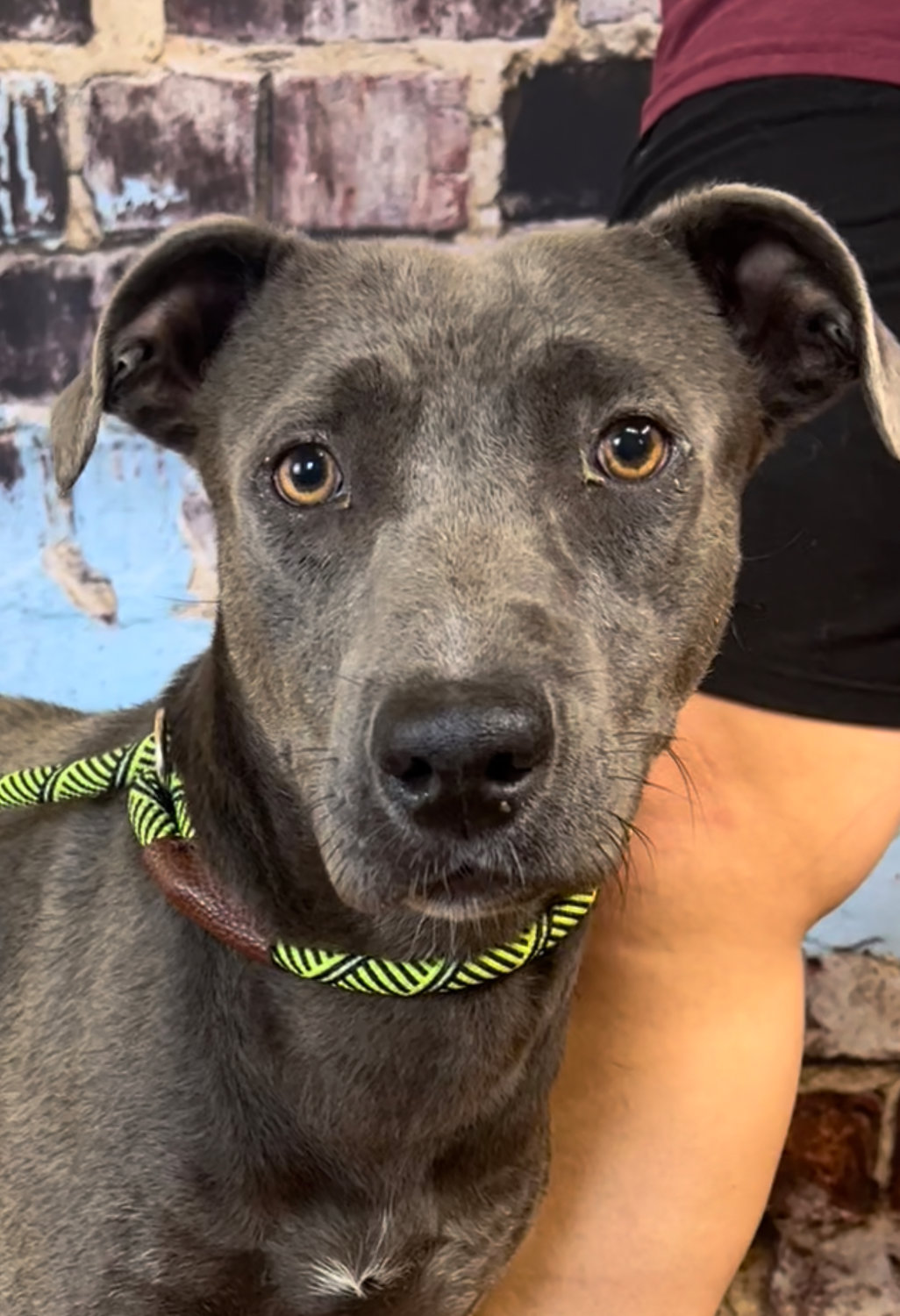 Diesel is a Blu Lacy mix; about 5-6 years old; shy, well behaved; wonderful temperament; seems good with other dogs. Urgent - Diesel is the shelter’s longest resident. Diesel can be visited at the Weatherford-Parker County Animal Shelter. Call 817-598-4111 for more information.