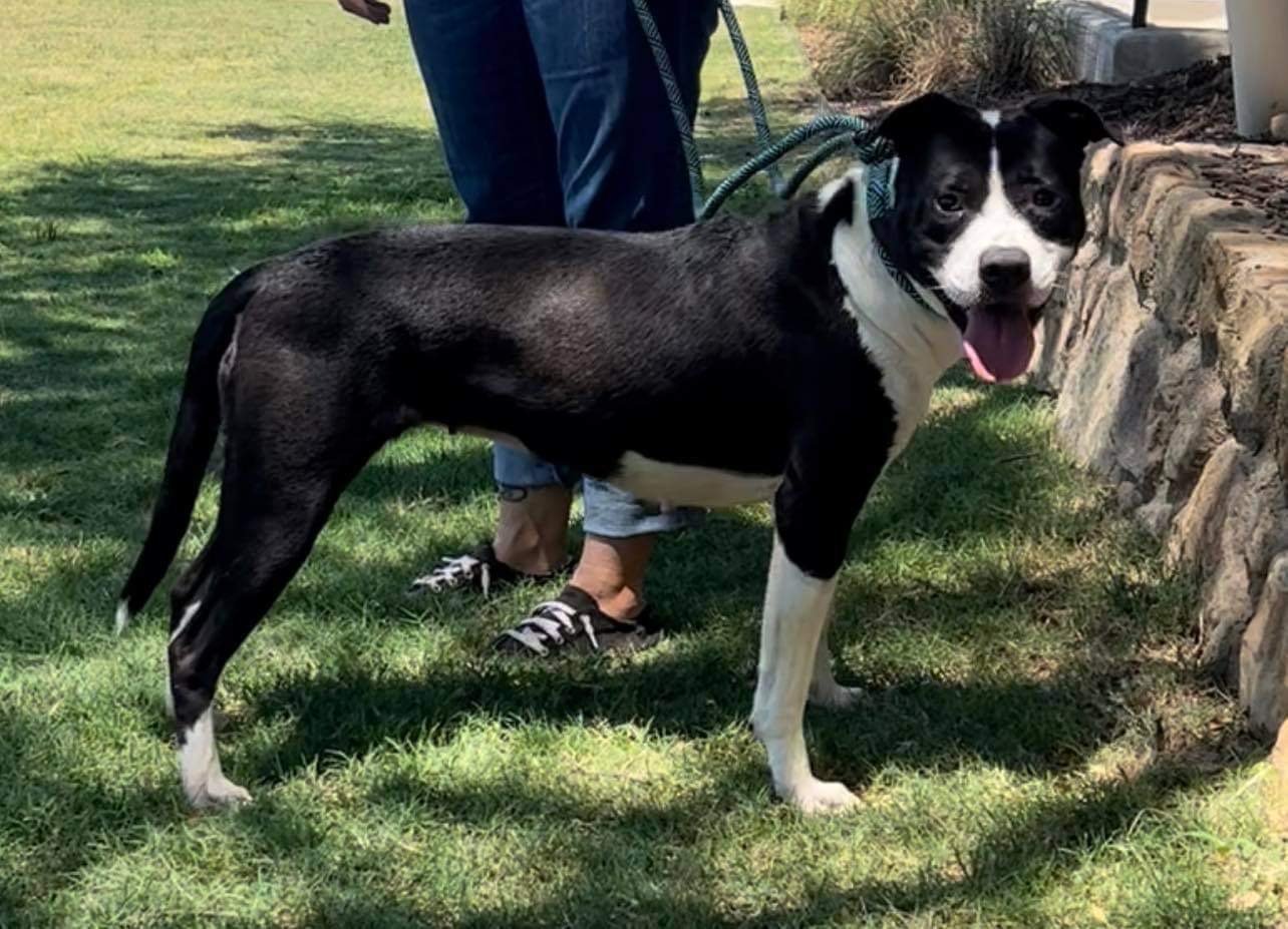 Electra is 2-3 years old, active, ready for adventure, seems good with other dogs. Email Deborah Haller, volunteer rescue coordinator, at dshrescuedogs15@gmail.com for more information about Electra.