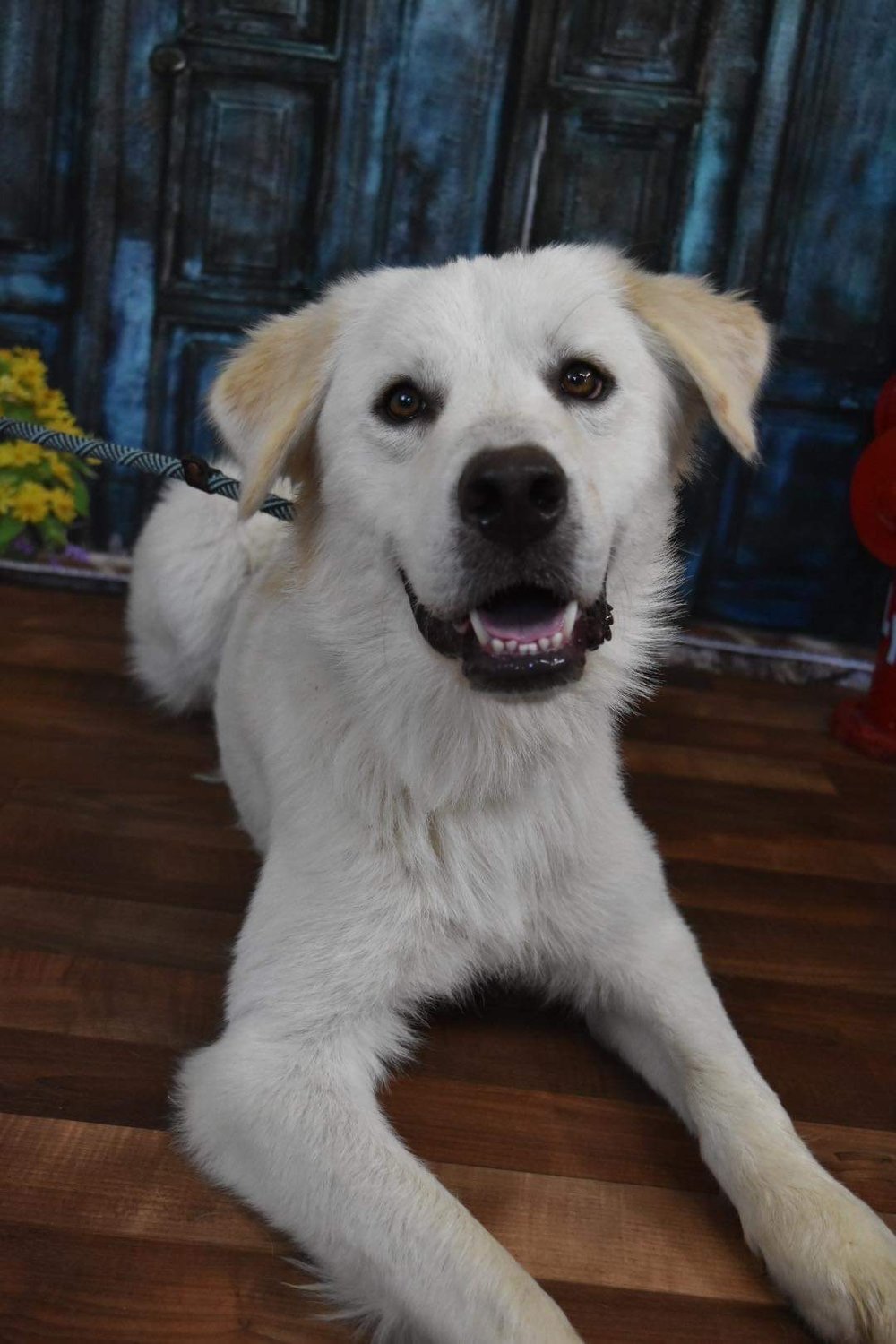 Oso is a very happy, playful boy, about 1-2 years old, Pyr/Lab mix, slow introductions with other dogs. Should do fine with female dogs. Email Deborah Haller, volunteer rescue coordinator, at dshrescuedogs15@gmail.com for more information about Oso.