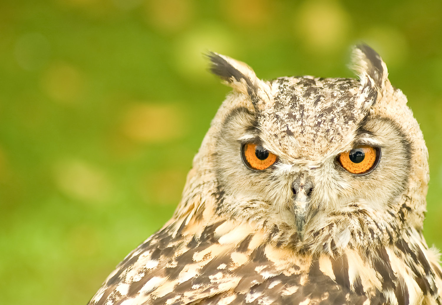 Impatient, but superb, owl