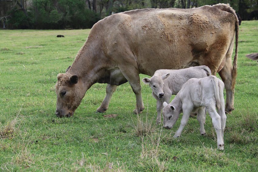 BNN - Belmont News Network - Mini Tea Cup Calf. via Cleveland County Fair,  The 4H Club of Cleveland County and the Johnson Famiky farm. Prices for  these adorably small cows range