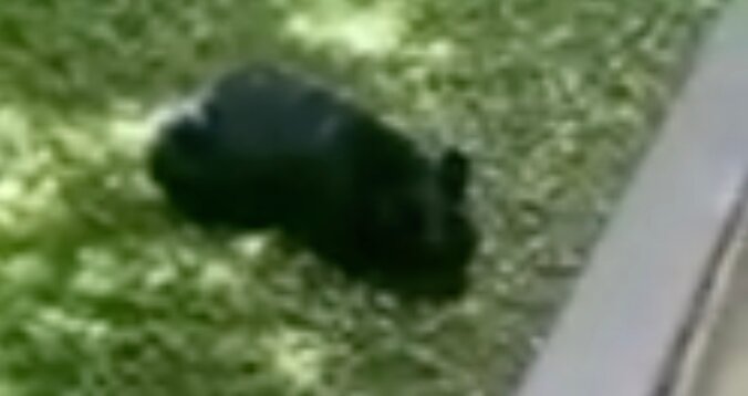 Bear sighting prompts safety reminder from Somers PD