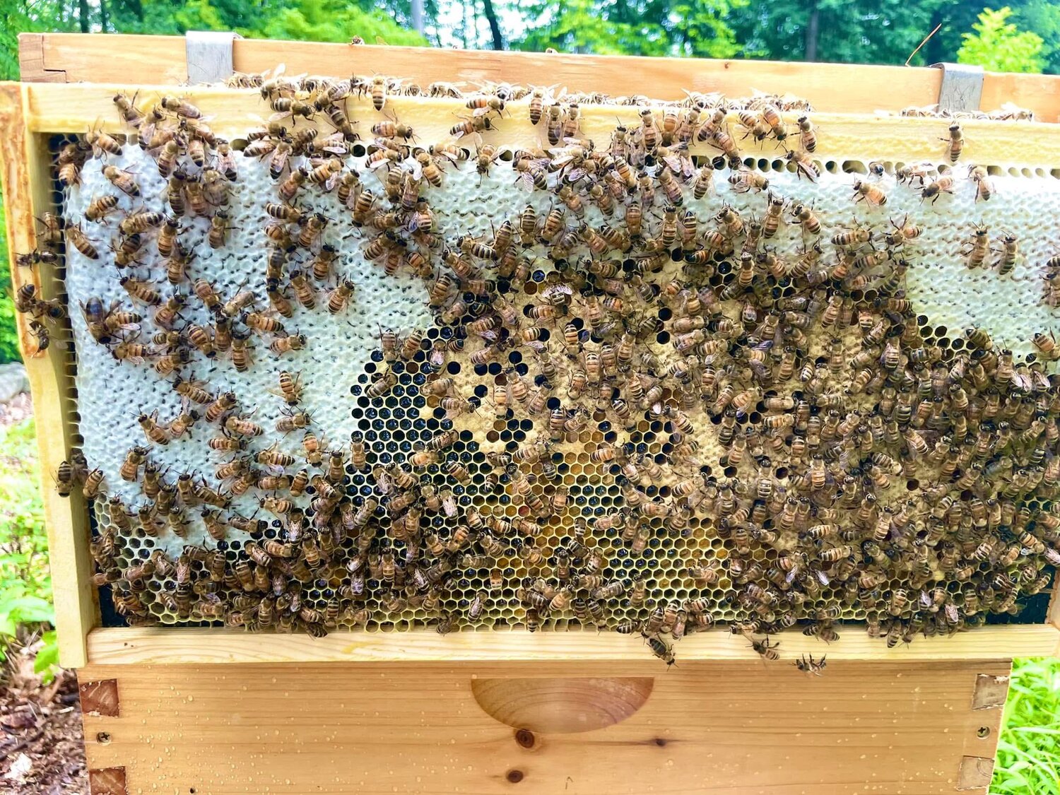Katonah veterinarian uses honey harvest to fuel wildlife rescue efforts - Halston Media Group