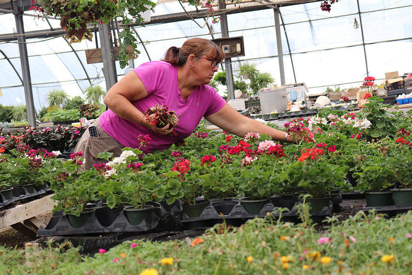 Alison Williams tends to the greenhouse at Hoeffner Farm.