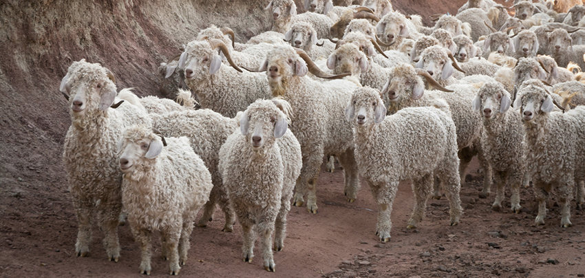 Angora Goats and Sheep on the way to their Pens