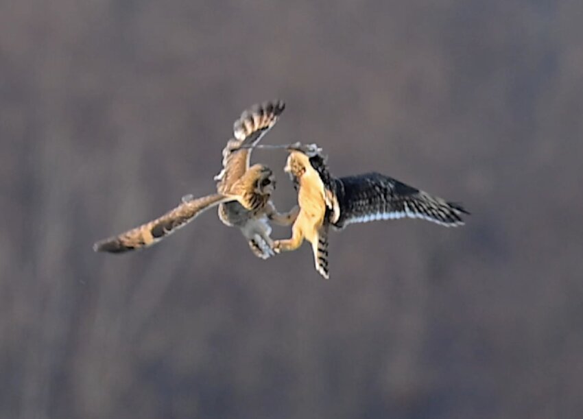 Top video prize depicts two Short-eared Owls in New York&rsquo;s Shawangunk Grasslands National Wildlife Refuge, engaged in spiraling combat.