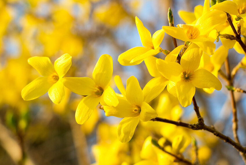 Forsythia will serve as a buffer between the solar installation and a neighbor’s property.