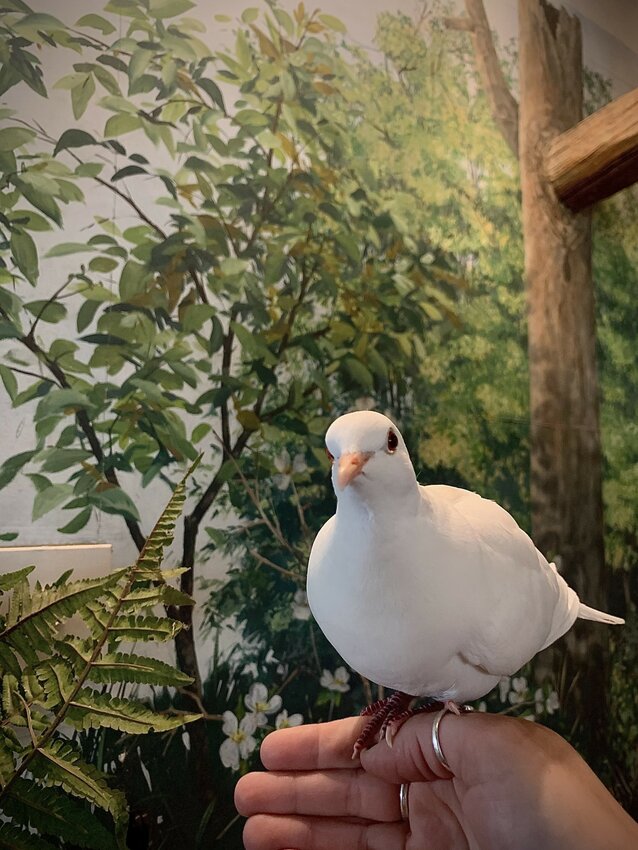 Gardiner Library hosts a Paleontology Program presented by the Hudson Highlands Nature Center on Saturday March 30, 1-2 PM. Meet Romeo the dove.