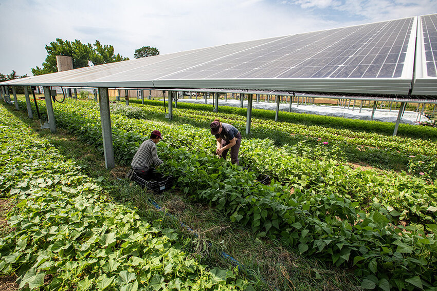 As an agrivoltaic project, the solar farm would generate clean energy for Central Hudson’s electric grid while providing space for hay production. The project would not have any effect on Hoeffner Farm’s normal operations, according to the developer.