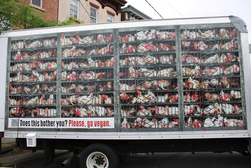 Realistic-looking Images of chickens heading to death.
