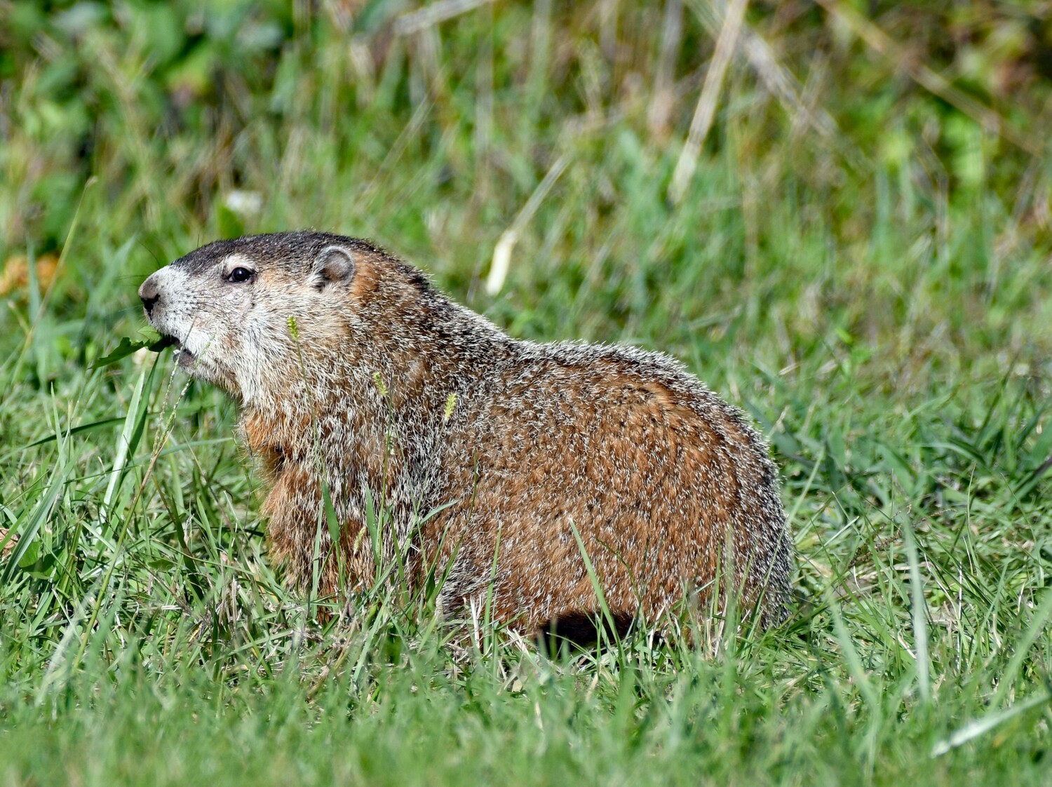 groundhog day activities for seniors