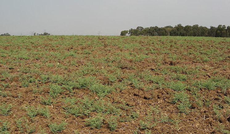Field near Rosh HaAyin, barren for the 2007-08 sabbatic year.